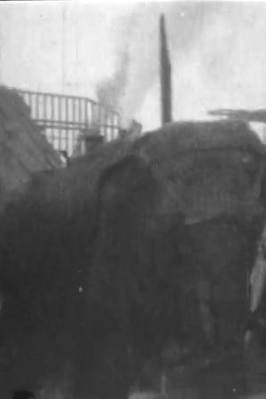 Electrocuting an Elephant
