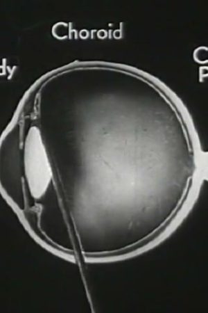 How the Eye Functions
