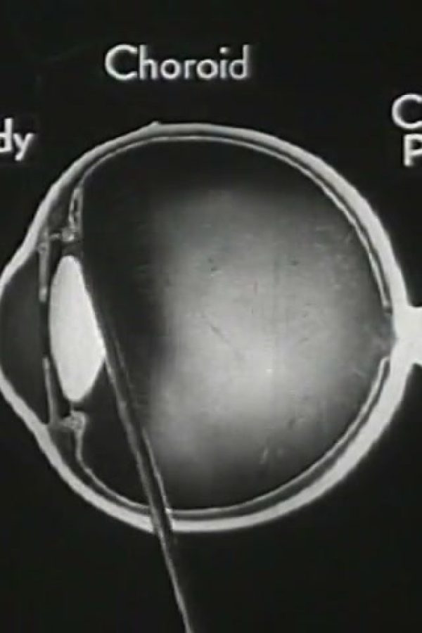 How the Eye Functions