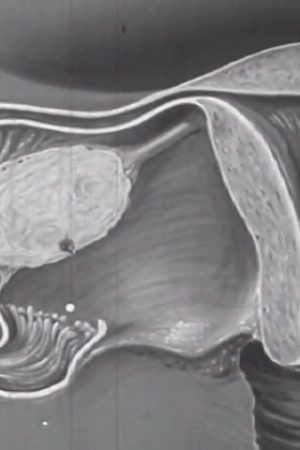 Human Reproduction