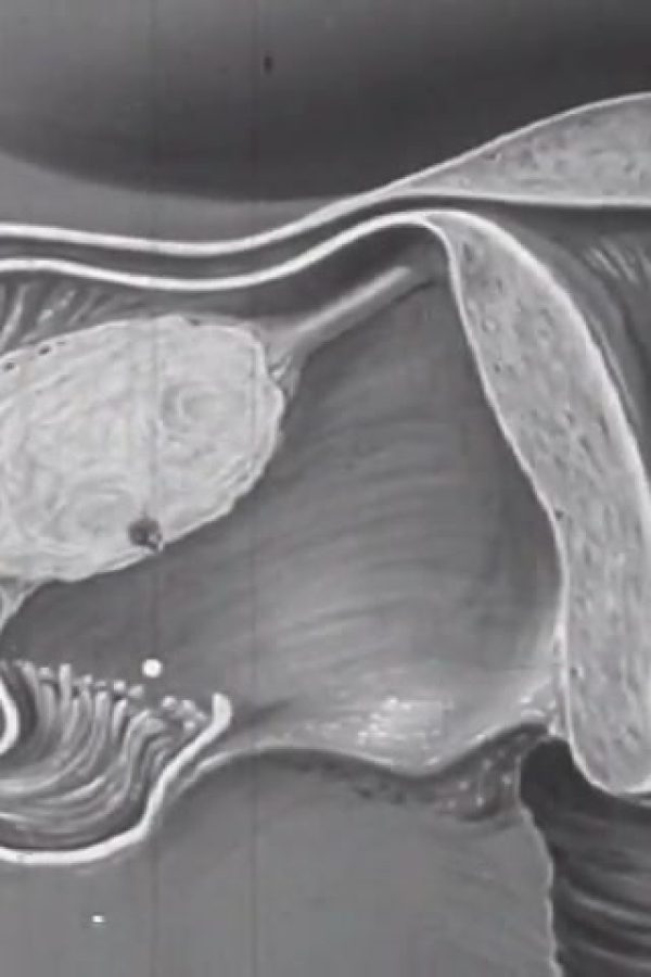 Human Reproduction