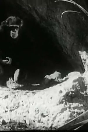 Tarzan's Revenge