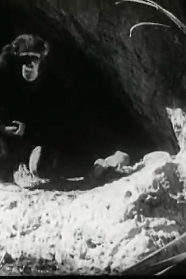 Tarzan's Revenge