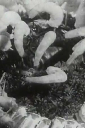 Classic Television Commercials (Part V)