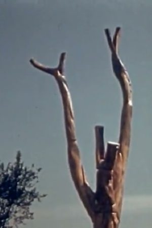[Amateur film: Medicus collection: New York World's Fair, 1939-40] (Reel 5) (Part II)