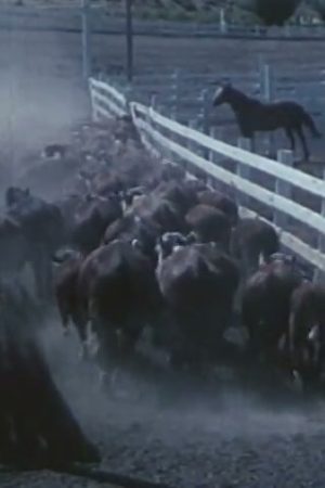 Beef Rings the Bell (Part I)