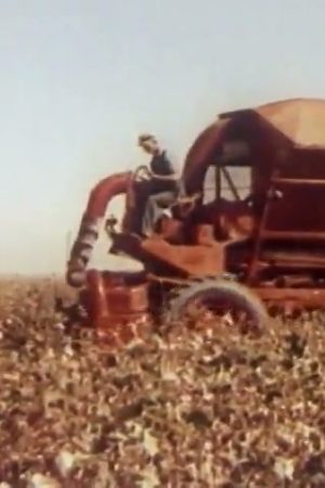 American Harvest (Part I)