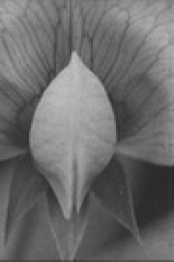 The Growth of Plants