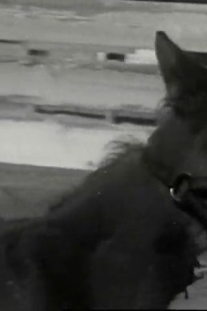 Seabiscuit