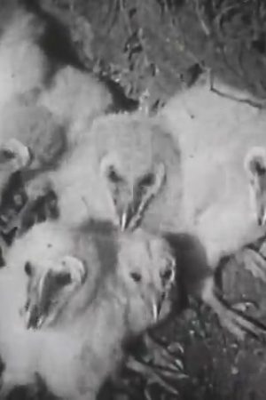 Birds of Prey
