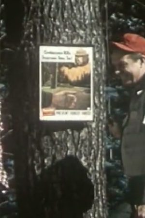 Vision in the Forest