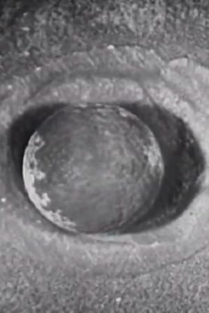 Development of a Salamander
