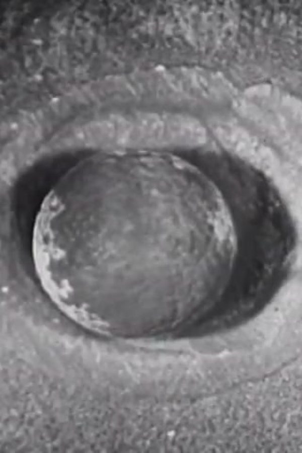 Development of a Salamander