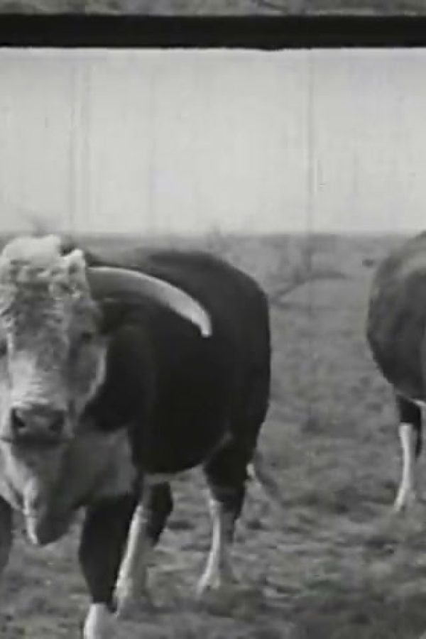 Animals in Modern Life