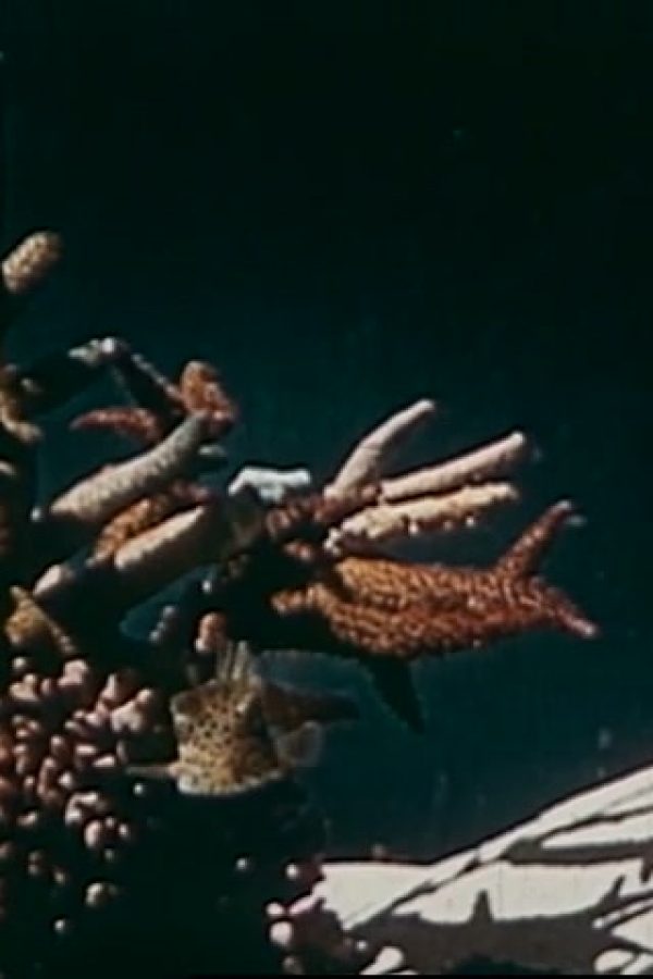 Coral Wonderland