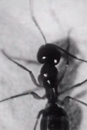 Goodbye, Mrs. Ant