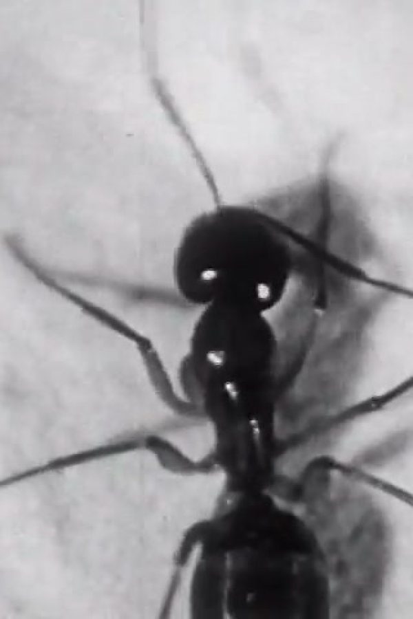 Goodbye, Mrs. Ant