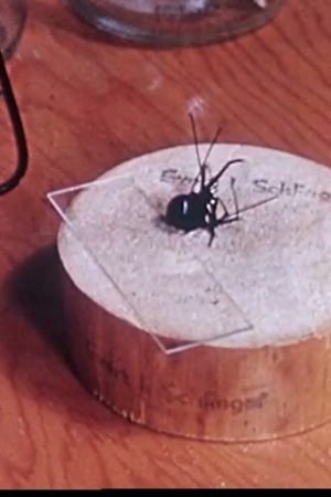 Black Widow Spider: Her Life Cycle and Her Enemies