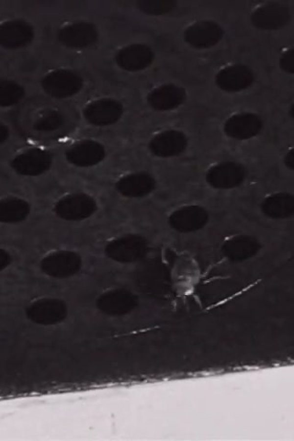 Goodbye, Mr. Roach