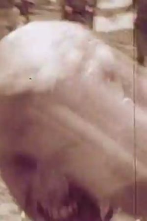 Censorship: A Question of Judgment?