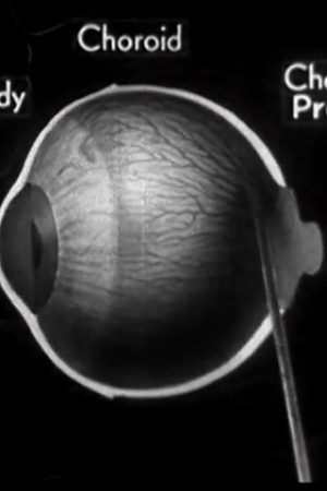 How the Eye Functions