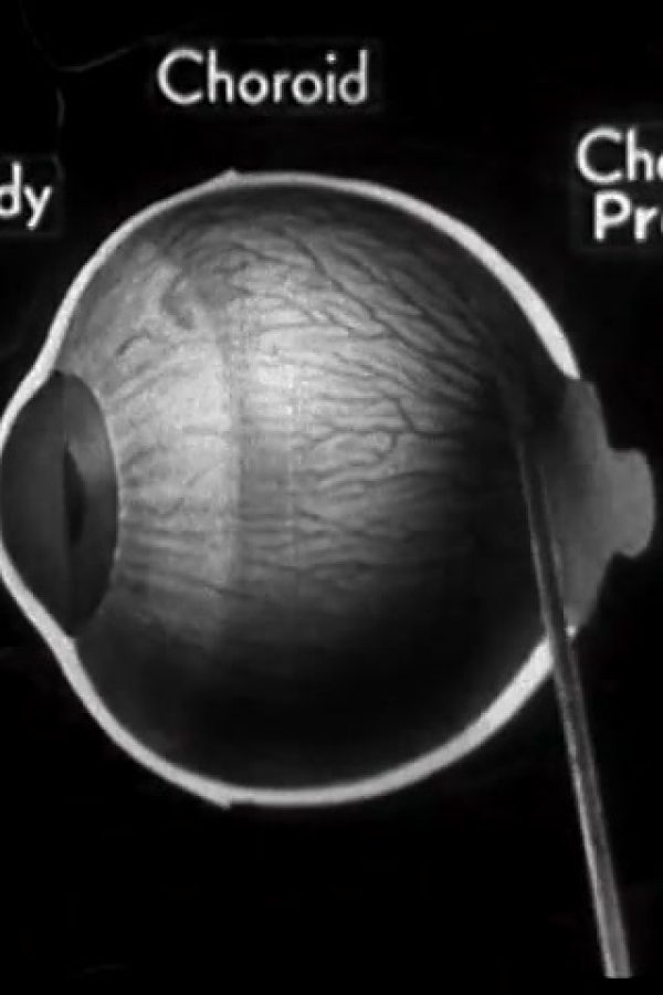 How the Eye Functions