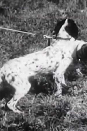 Bird Dogs
