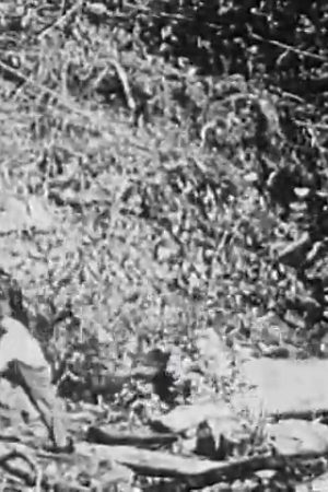 Felling Forest Giants