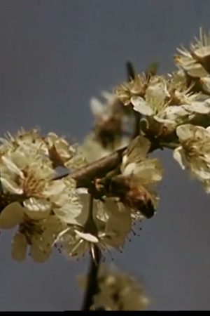 Insects on Flowers