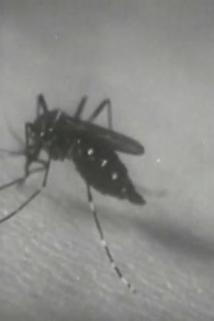 Life Cycle of the Mosquito, The