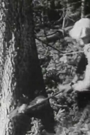 Trees to Tribunes
