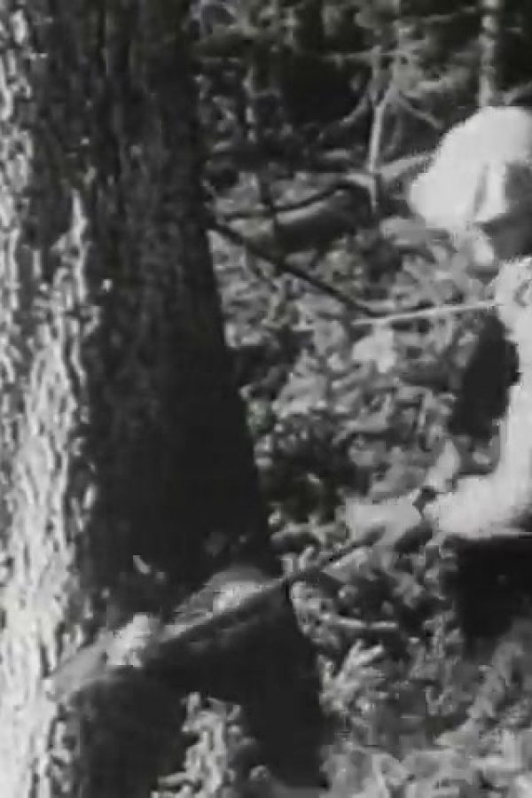 Trees to Tribunes
