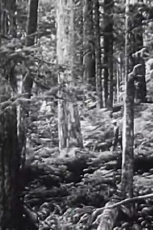 Forestry and Forest Industries