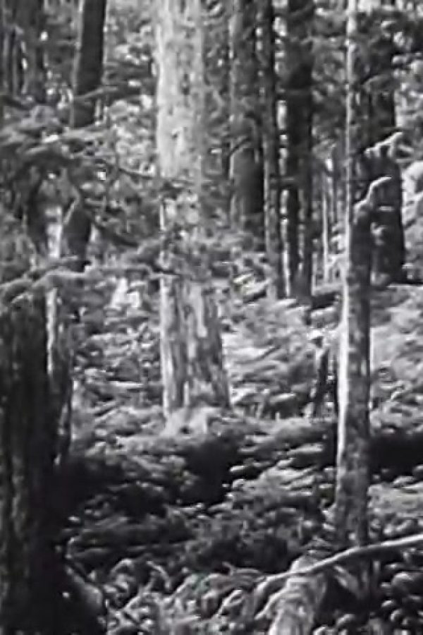 Forestry and Forest Industries