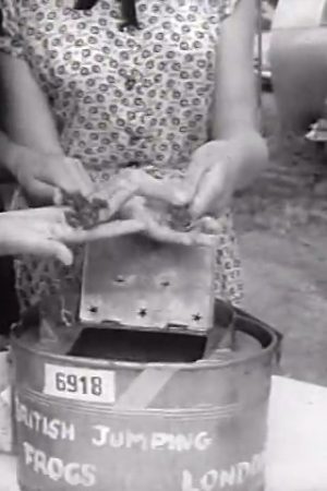[International Frog Jump at Angels Camp, California]