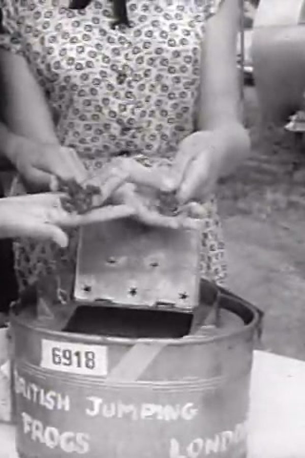 [International Frog Jump at Angels Camp, California]