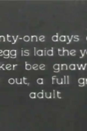 Bees and Spiders