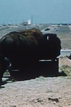 Billie, the Buffalo Baby