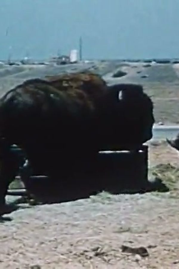 Billie, the Buffalo Baby