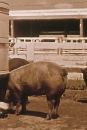Modern Trends in Swine Production
