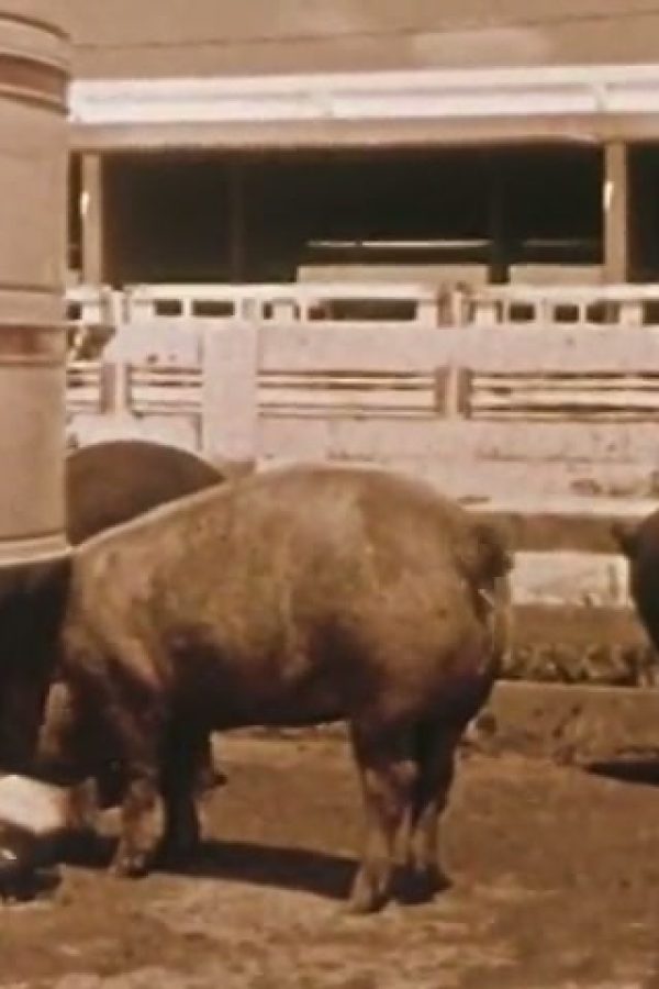 Modern Trends in Swine Production