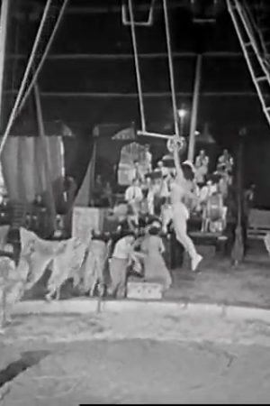 Here Comes the Circus
